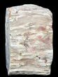 Polished Petrified Wood Limb - Madagascar #54597-1